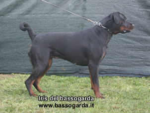 Iris del bassogarda